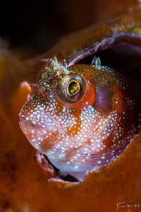 Blenny by Kelvin H.y. Tan 